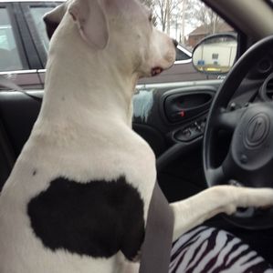 Meet your Posher, Justin